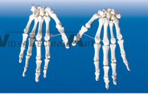 The model of hand bone